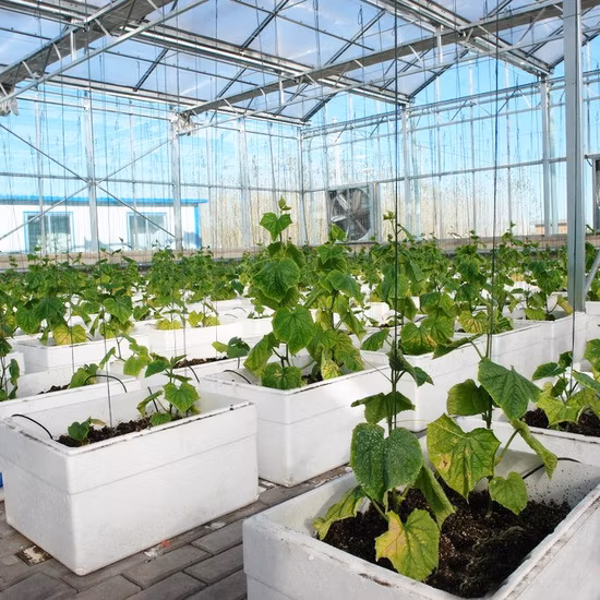 Lettuce Leafy Vegetable Planting Customized Xinhe Nude Growing System Nft