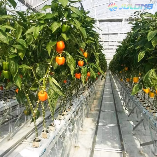 High Quality Steel Pipe Agricultural Green House Steel Structure with Glass Covering