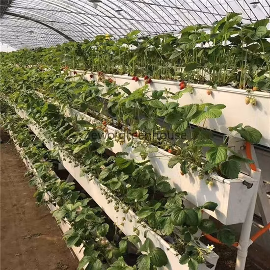 Commercial Greenhouse Planting Soilless Cultivation Hydroponics System Manufacturer Direct Sales