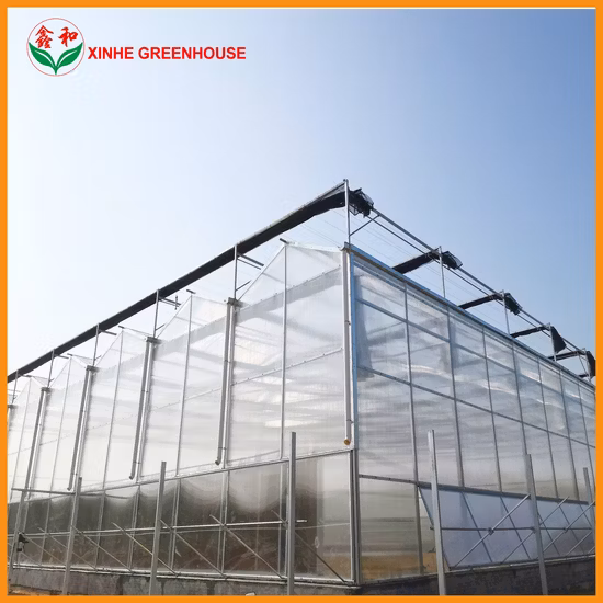 Galvanized Steel Structure PC Sheet Greenhouse with Hydroponic System