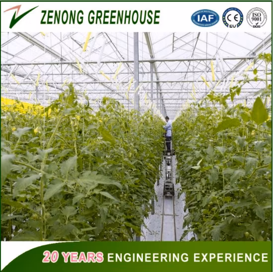 Agriculture Poly Carbonate Greenhouse Hydroponics System